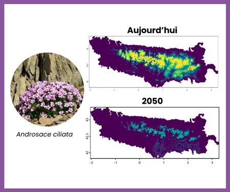 ANTICIPYR : anticiper l’avenir climatique de la flore des Pyrénées