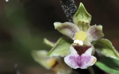 Festi’flora 2026 : 3ᵉ édition du festival de la flore pyrénéenne